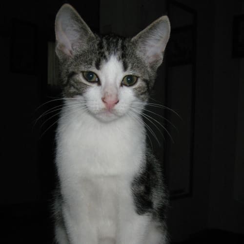 No photo for Tigger & Boshi