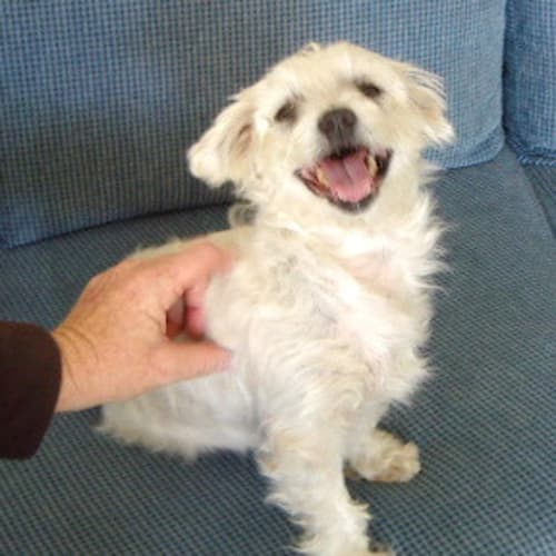 No photo for Muffy (On Trial)