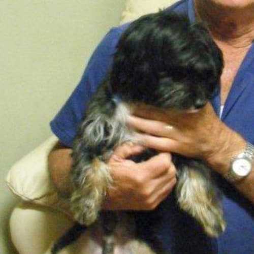 No photo for Wags (On Trial)