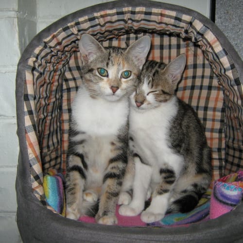 No photo for Bushells & Earl (On Trial)