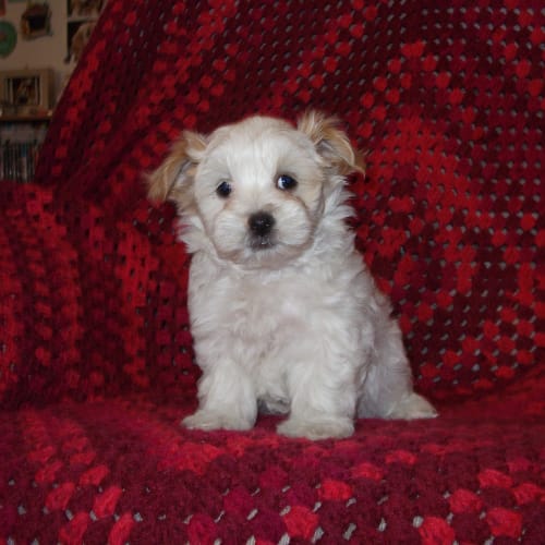 No photo for Sheldon