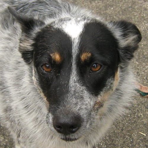 No photo for Zoe (On Trial)