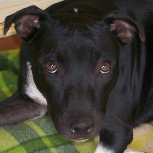 No photo for Bella(on Trial)