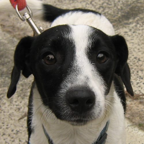 No photo for Ozzie (On Trial)