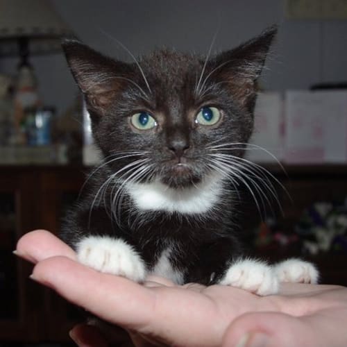 No photo for Blackout