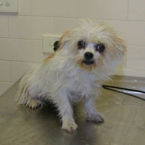 No photo for Cuddles