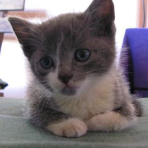 No photo for Stewie (C1551) *Adopted*