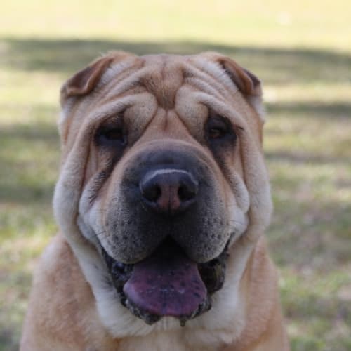 No photo for Biscuit