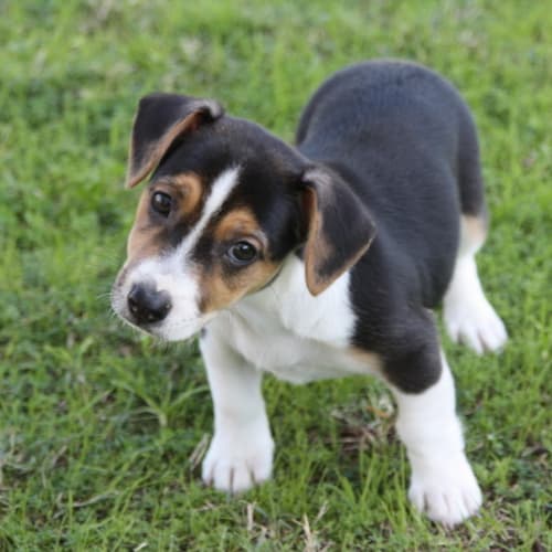 No photo for Pandora