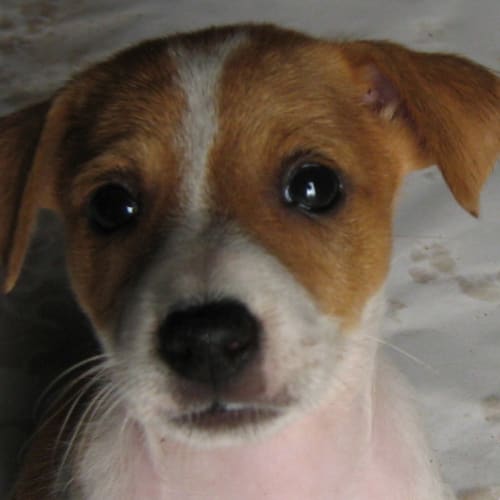 No photo for Jos (On Trial)