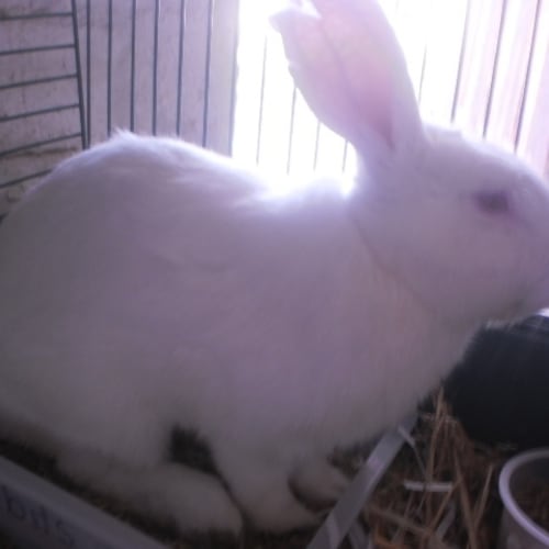 No photo for Mr Big (Desexed)