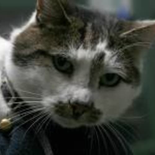 No photo for Bronson