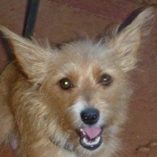No photo for Lucy (Td033)*Adopted*