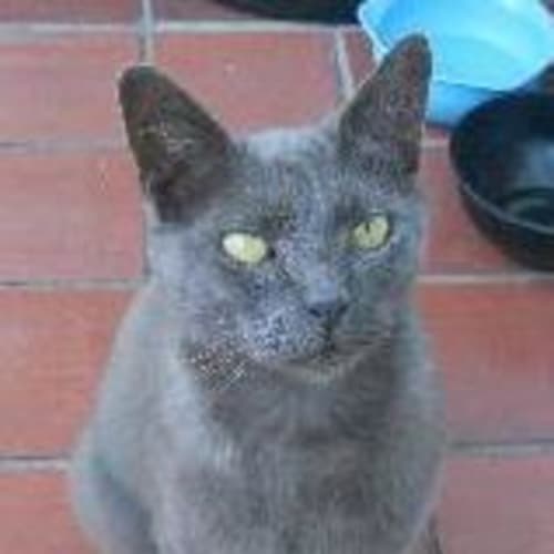 No photo for Emilio (Gorgeous Boy)