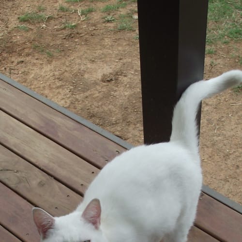 No photo for Lily Free To Good Home