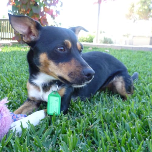 No photo for Omlette