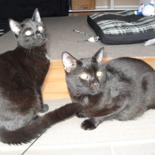 No photo for Carer Needed Urgently   Oreo & Mia