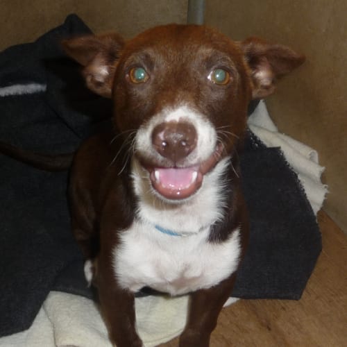 No photo for Bumblebee