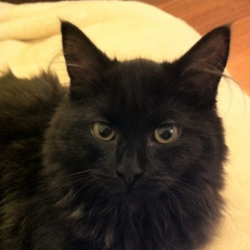 No photo for Coco *Adoption Pending*