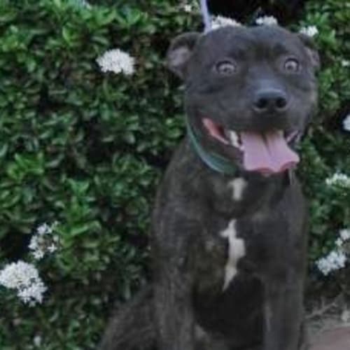 No photo for Benson(d1860)*Adopted*