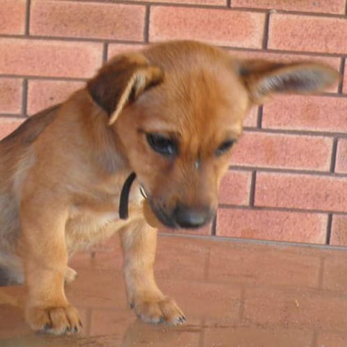 No photo for Coco(td036)*Adopted*