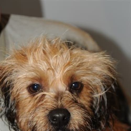 No photo for Dottie