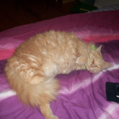 No photo for Cuddles