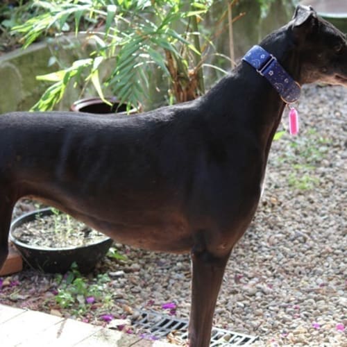 No photo for Bella   On Trial