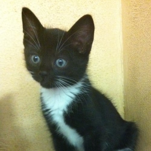 No photo for Kitten 4
