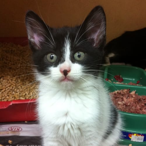 No photo for Kitten 5