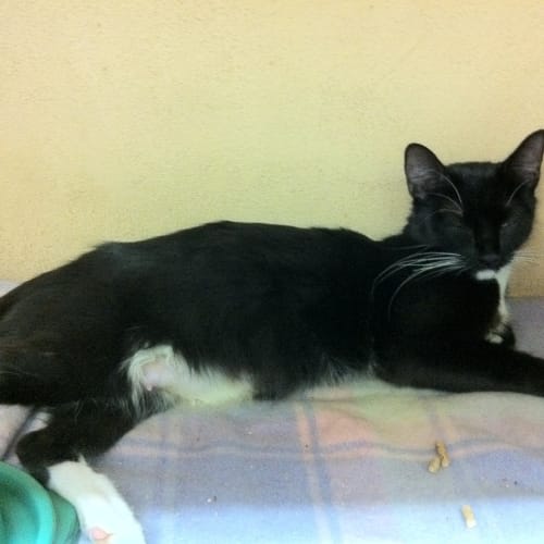 No photo for Little Lady (Mumma Cat)