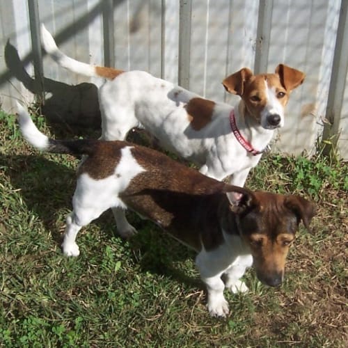 No photo for Milo & Biscuit