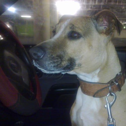 No photo for Chelsea *Adoption Pending*