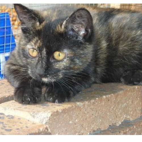 No photo for Sweetie