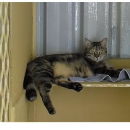 No photo for Hullabaloo