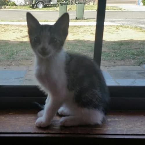 Piper