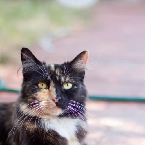 No photo for Tiki (Cav68)