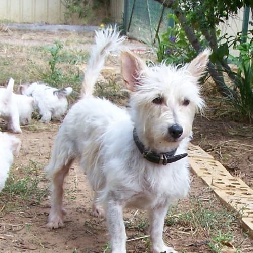 No photo for Neville Adoption Pending