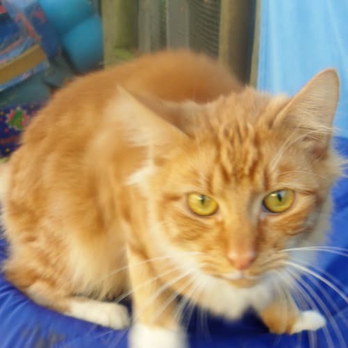 No photo for Simply Red