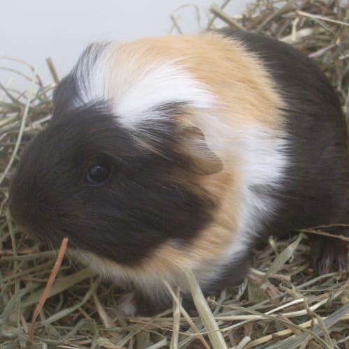 No photo for Princess   On Hold