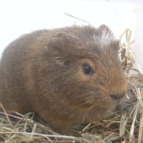 No photo for Susie   On Hold