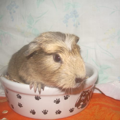 No photo for Rosetta   On Hold