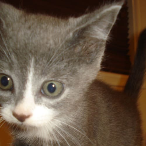 No photo for ***Teddy***