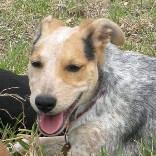 No photo for Lady *Adoption Pending*