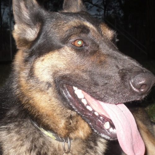 No photo for Bogart On Trial With His New Family