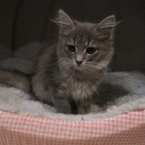 No photo for Eden (8 Weeks) Deposit Taken