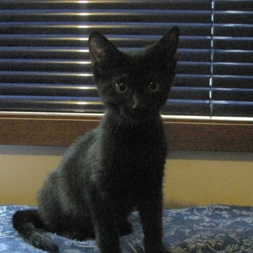 No photo for Lucy (C1595) *Adopted*