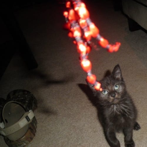 No photo for Dunn *Adoption Pending*