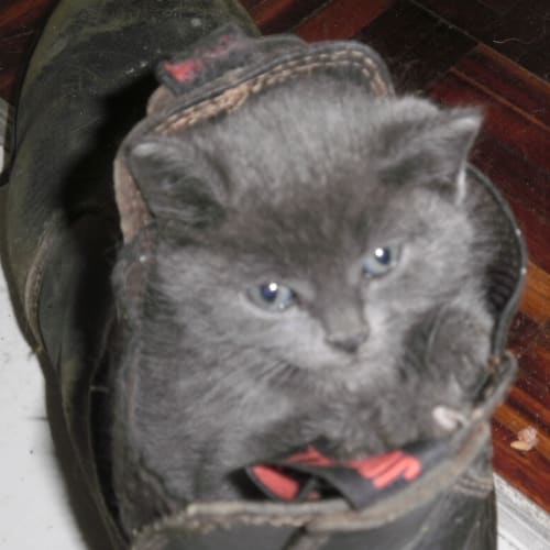 No photo for Lincoln