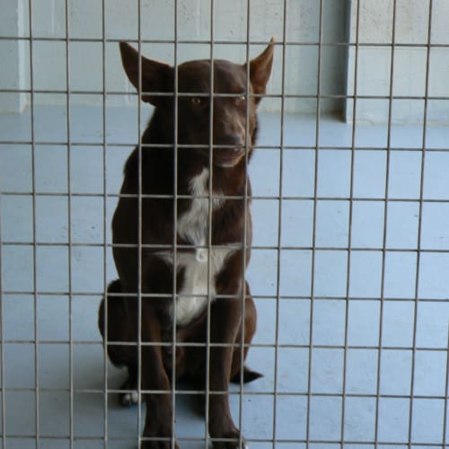 No photo for Buloke Gus  Homed. I'm Gonna Be A Sheep Dog!